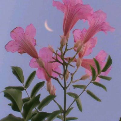 上海麻将app下载