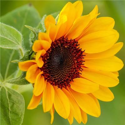 2023澳门资料大全正版手机app下载